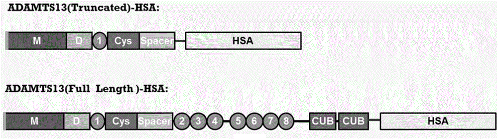 ADAMTS13-MDTCS fusion protein with function of prolonging half life in vivo and application thereof