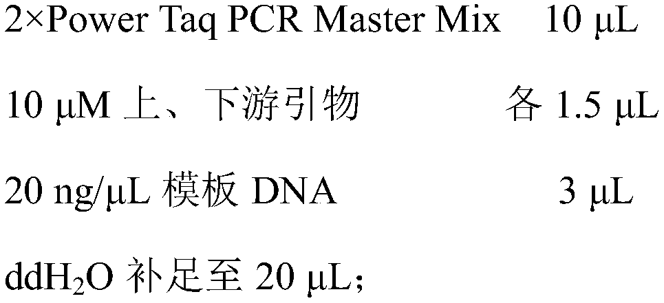 Characteristic sequence, primers and method for identifying Polygonatum filipe and Polygonatum cyrtonema