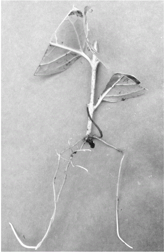 Chimonanthus praecox cutting propagation method