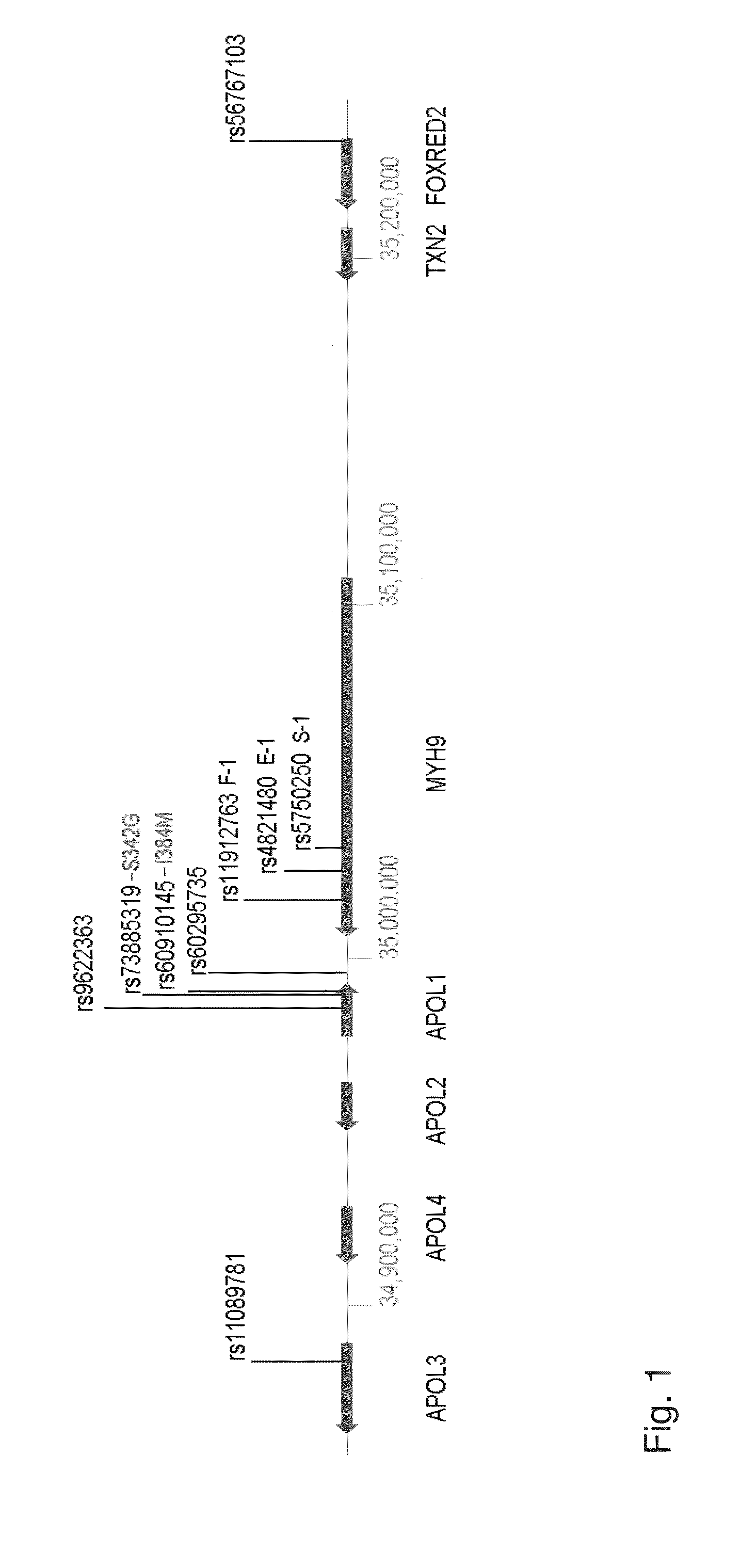 Methods and kits for determining predisposition to develop kidney diseases