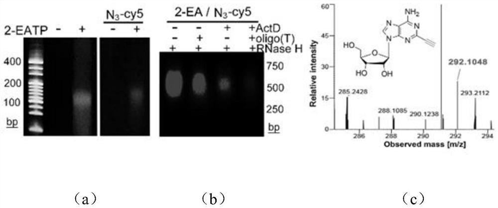 An in situ imaging method for cellular RNA tailing and structure