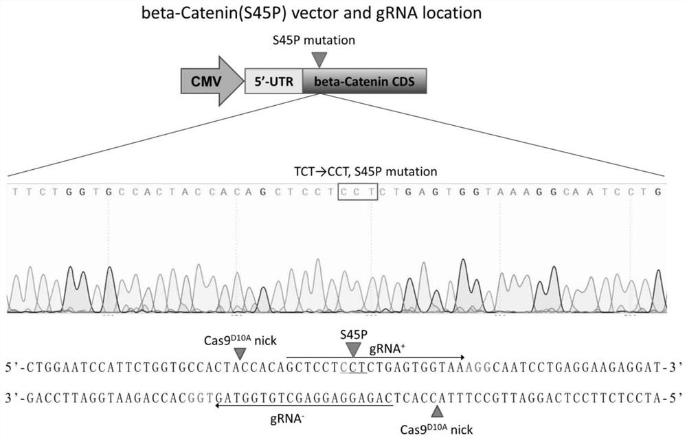 Drug for killing tumor cells with gene mutation as well as preparation method and application of drug