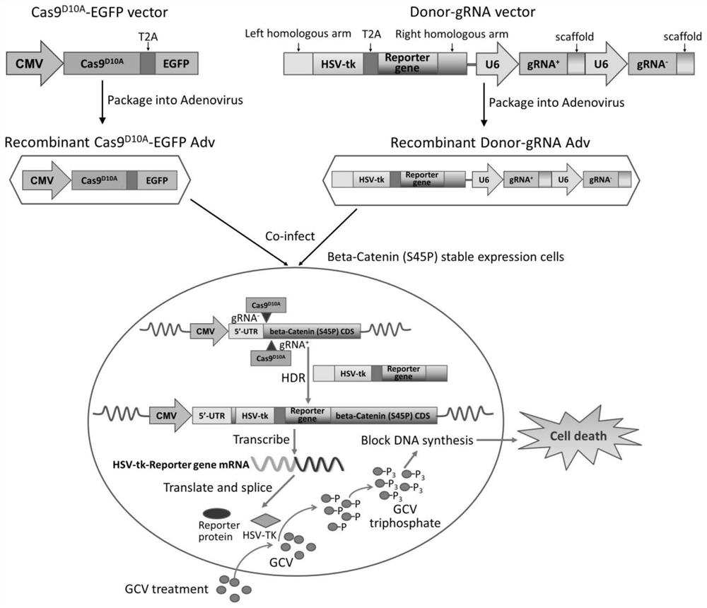 Drug for killing tumor cells with gene mutation as well as preparation method and application of drug