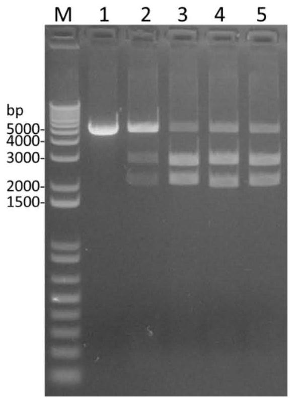 Drug for killing tumor cells with gene mutation as well as preparation method and application of drug