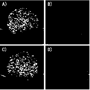 Load small interfering RNA nanoscale lipid microbubble ultrasonic contrast agent and preparation method