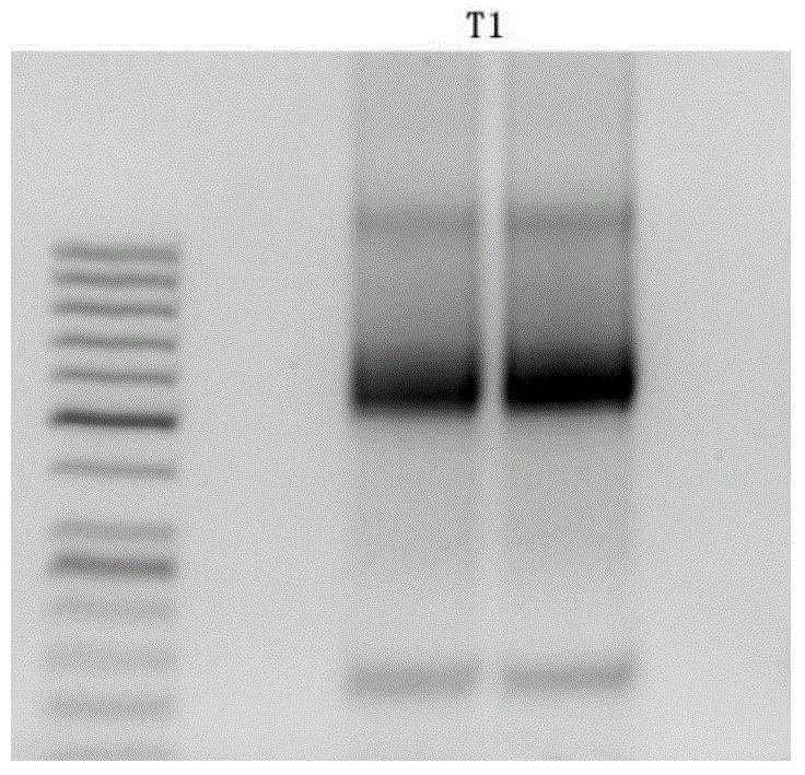 Primer, method and application based on next-generation sequencing technology to detect HBV drug-resistant mutation site