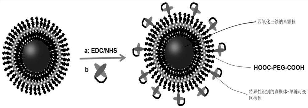 A kind of nuclear magnetic contrast agent with oligomer specificity and its preparation method and application