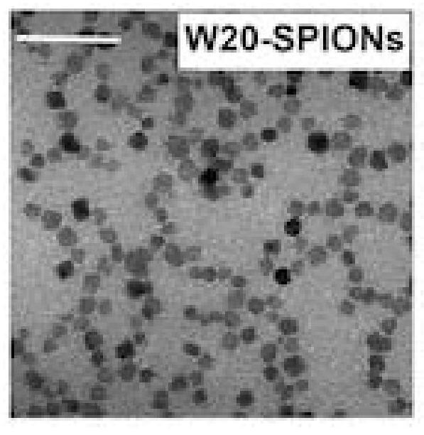 A kind of nuclear magnetic contrast agent with oligomer specificity and its preparation method and application