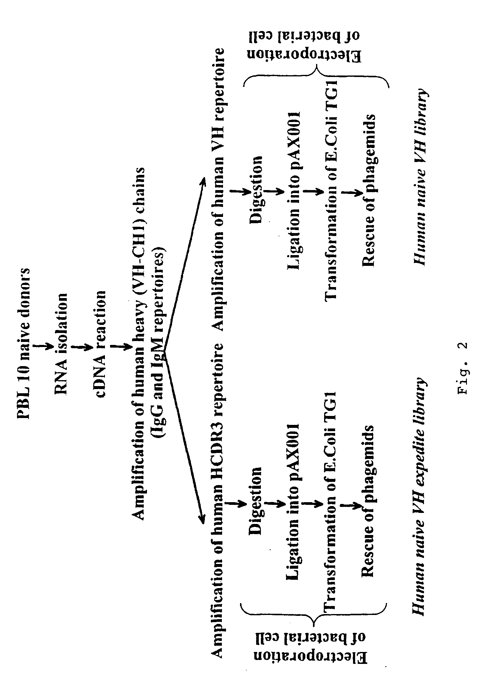 Method for displaying loops from immunoglobulin domains in different contexts