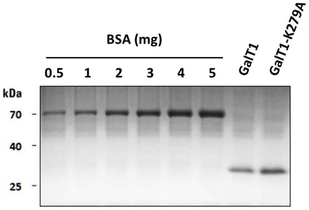 O-GlcNAc glycosylation modified one-step enzyme labeling kit and application thereof