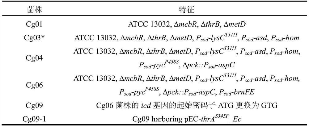 Construction and application of a mutant strain of Corynebacterium glutamicum producing l-homoserine