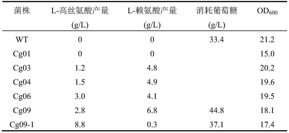 Construction and application of a mutant strain of Corynebacterium glutamicum producing l-homoserine