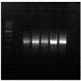 Lycium chinense Miller GGPS1 gene for improving stress resistance of plant and recombinant vector comprising the gene