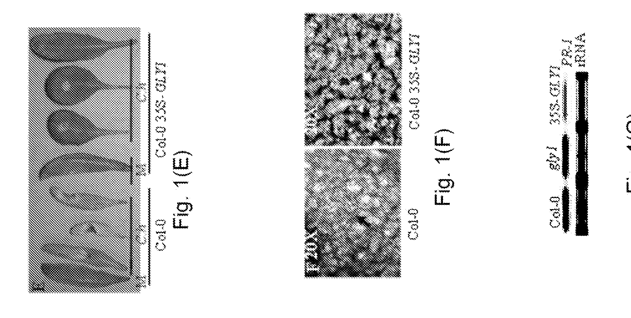 Plants having an enhanced resistance to necrotrophic pathogens and method of making same