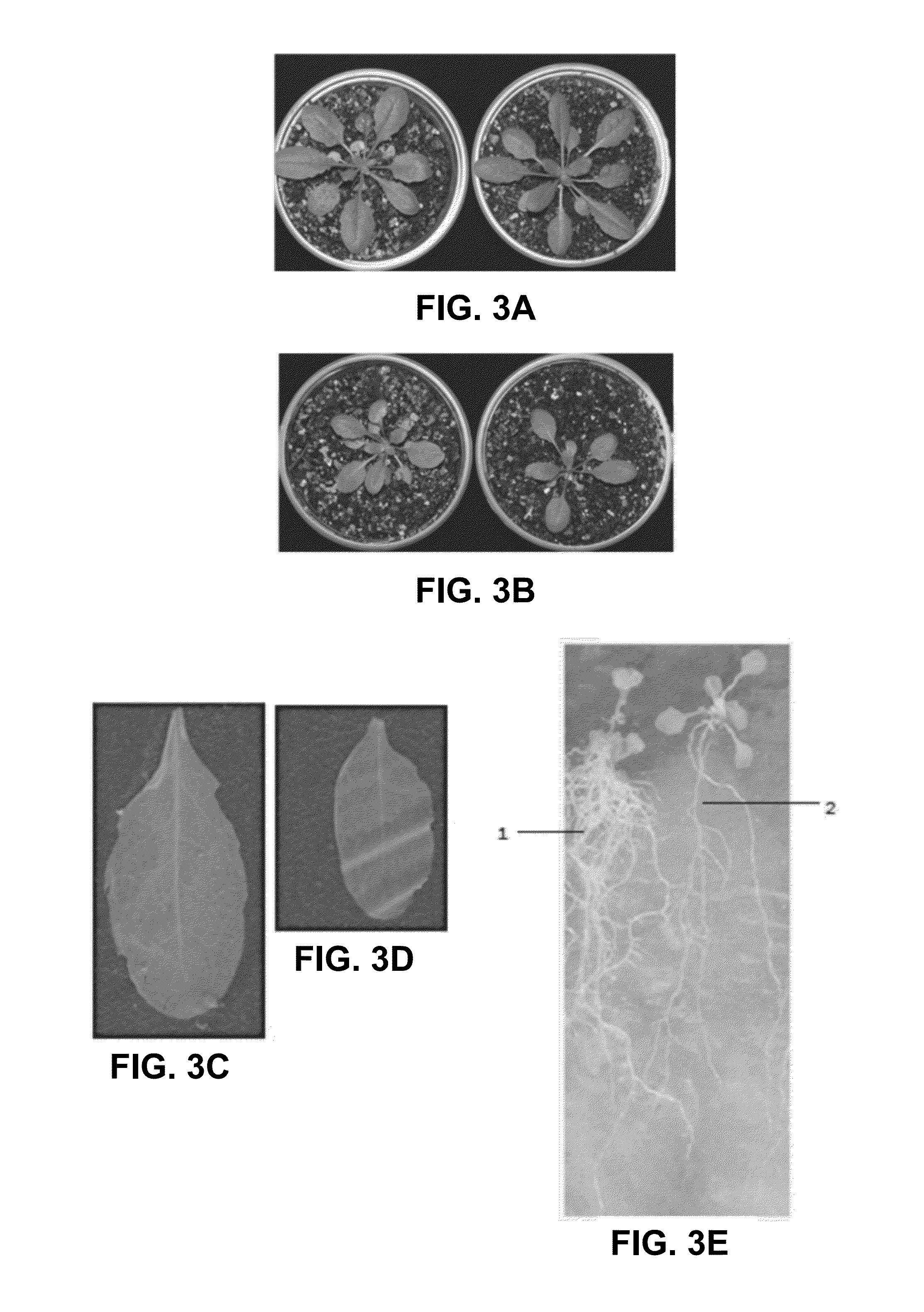 Method for promoting an increase in plant biomass, productivity and drought resistance