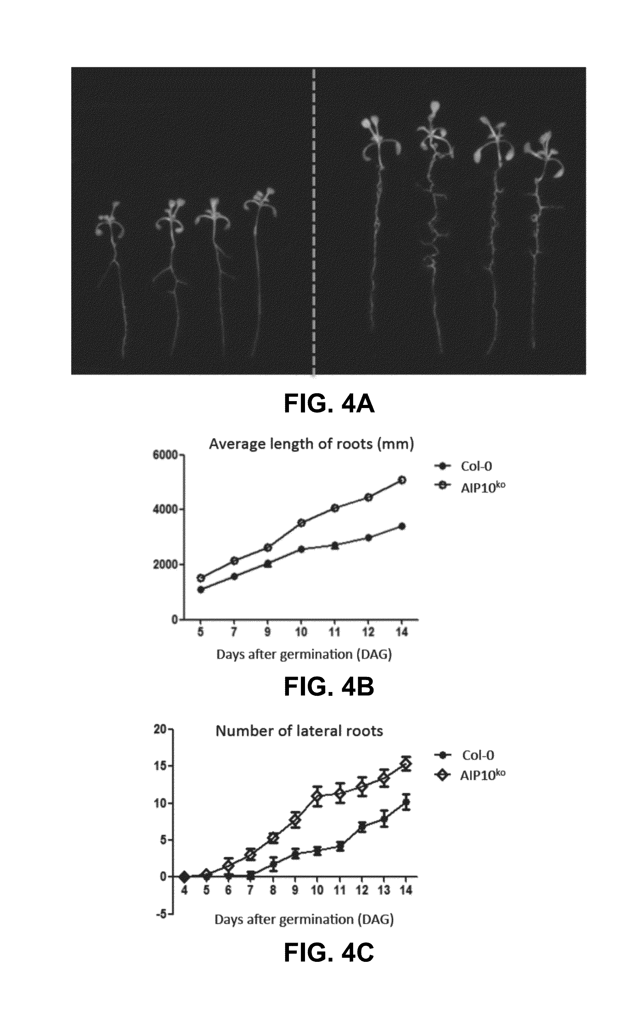 Method for promoting an increase in plant biomass, productivity and drought resistance