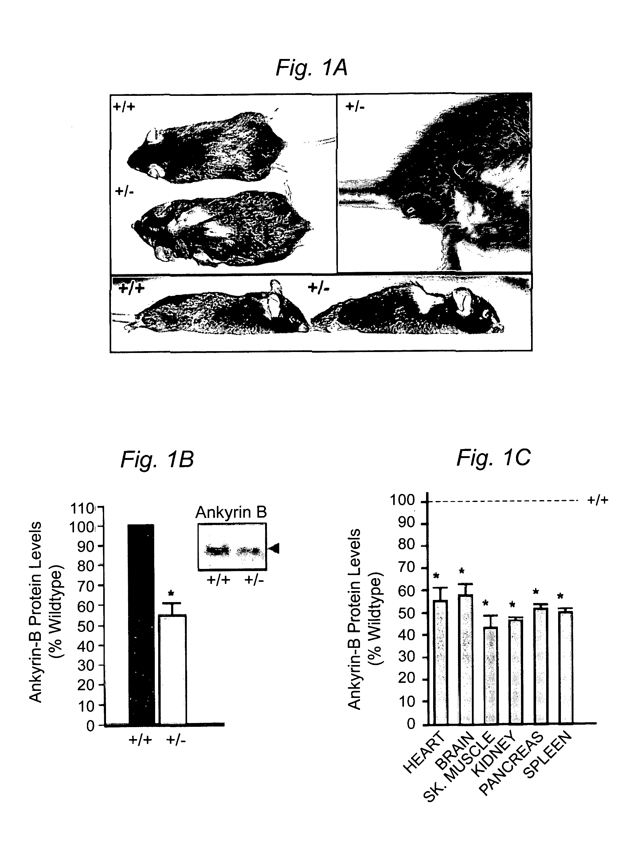 Methods of modulating localization and physiological function of IP3 receptors