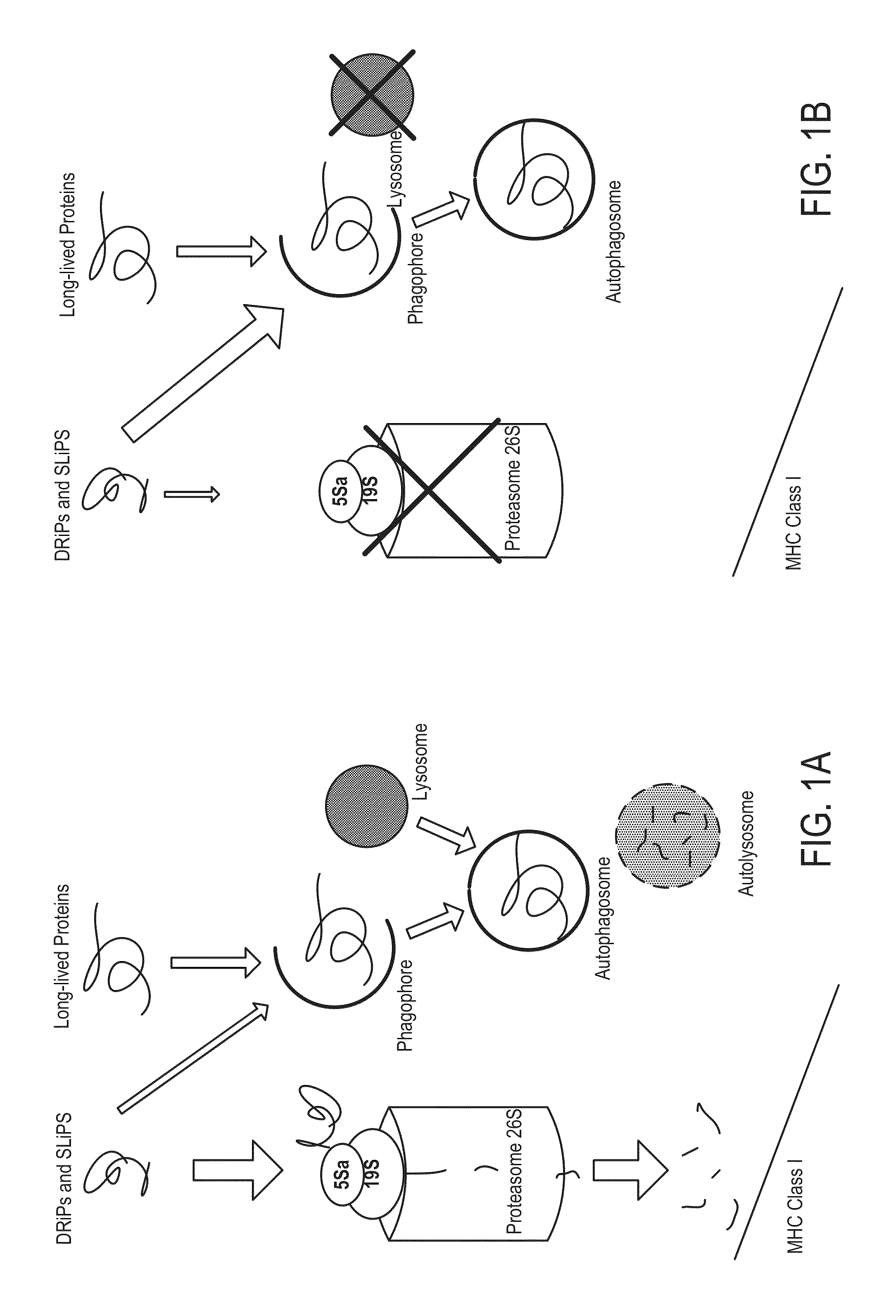 Ubiquitinylated proteins