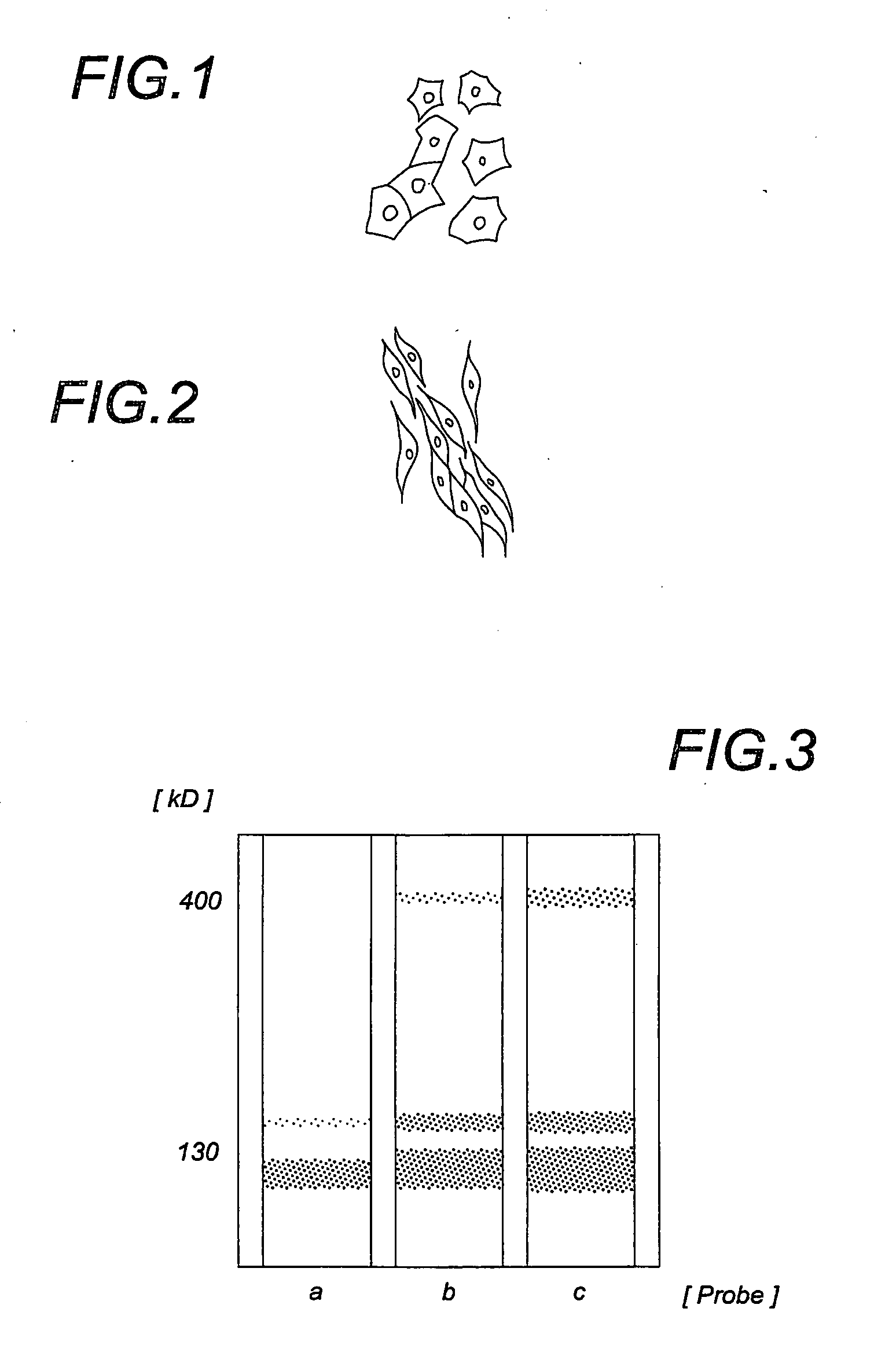Method for cultivating tendon cells from pluripotent cells of mesenchymal origin