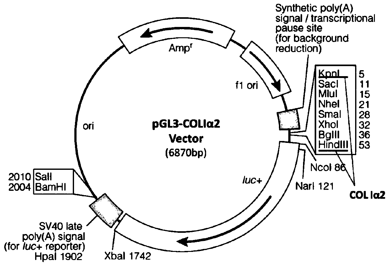 A class of ultrashort peptides for promoting collagen secretion and its application