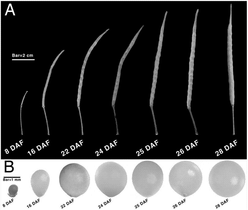 A kind of preparation method and application of glass micropipette