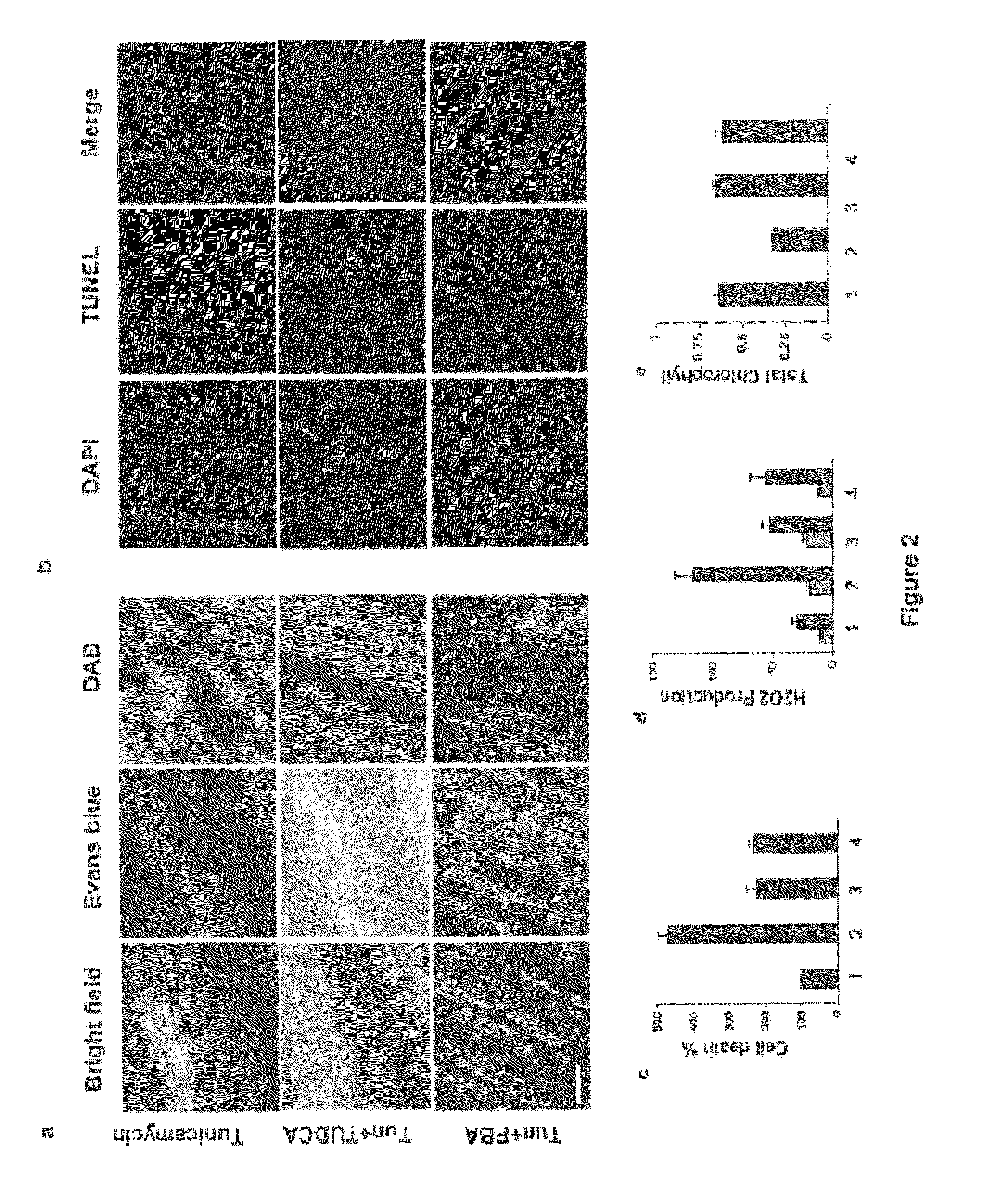 Chemical chaperones and methods of use thereof for inhibiting proliferation of the phytopathogenic fungus Fusarium ssp.