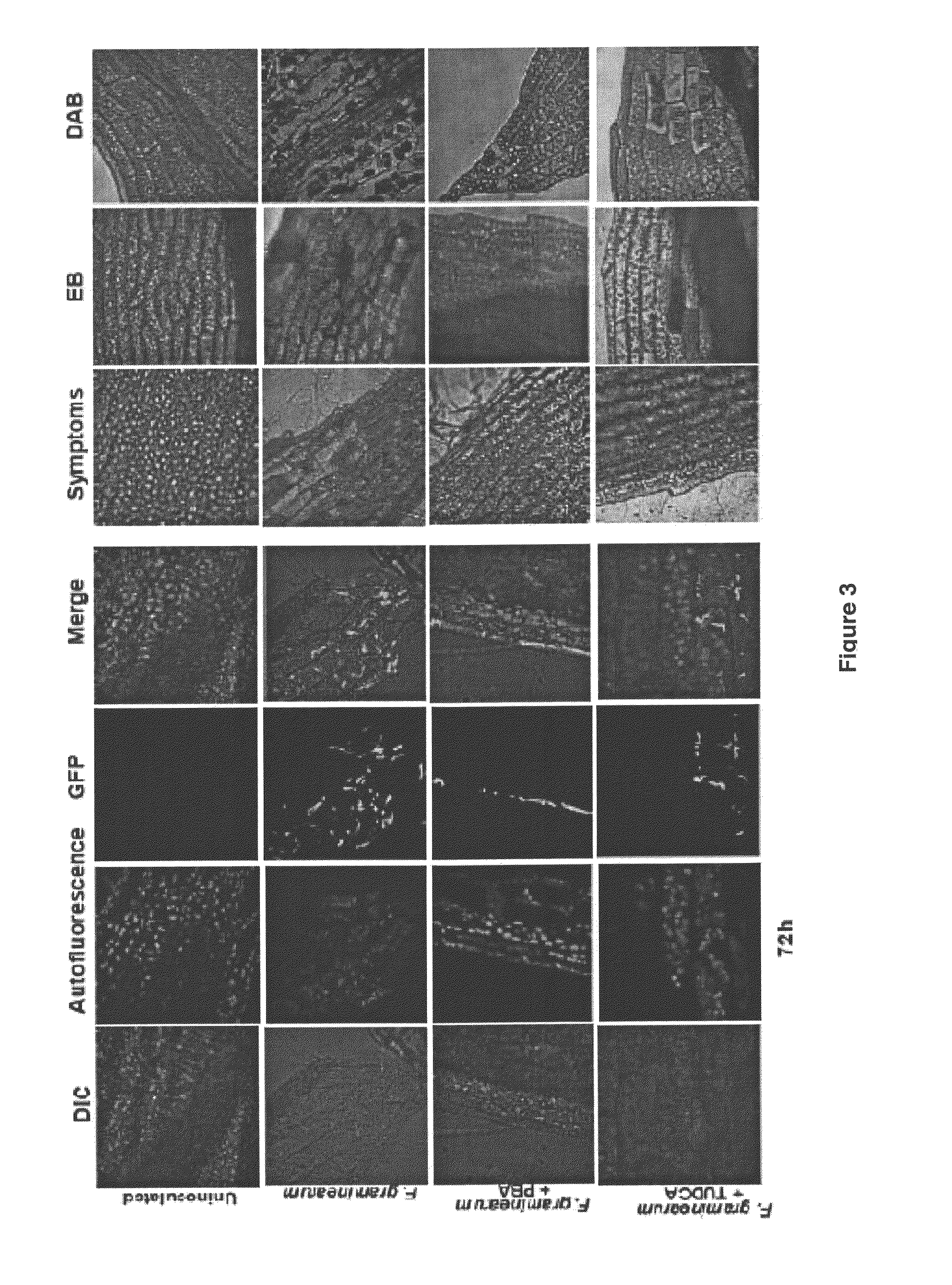 Chemical chaperones and methods of use thereof for inhibiting proliferation of the phytopathogenic fungus Fusarium ssp.