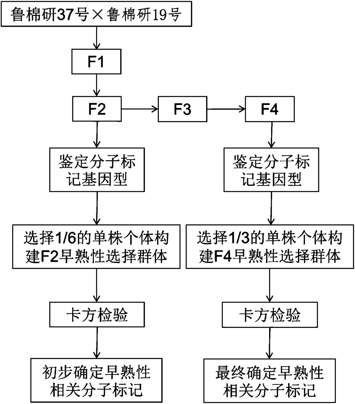 Identification method of relevant SSR (Simple Sequence Repeats) mark sites for early-mature molecular breeding of upland cotton