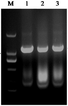 A sort of  <i>kda2</i> Application of Genes in Improving Plant Resistance to Botrytis Botrytis Infection