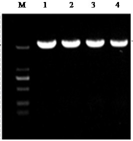 A sort of  <i>kda2</i> Application of Genes in Improving Plant Resistance to Botrytis Botrytis Infection