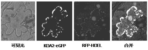 A sort of  <i>kda2</i> Application of Genes in Improving Plant Resistance to Botrytis Botrytis Infection