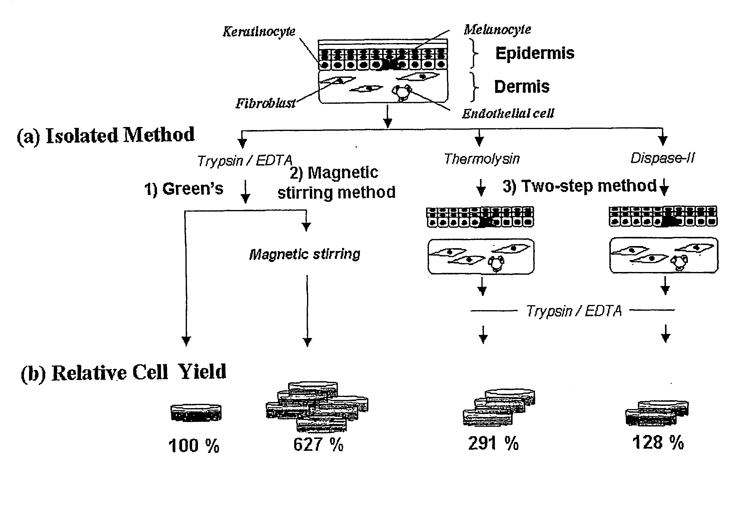 Method of isolating epithelial cells, method of preconditioning cells, and methods of preparing bioartificial skin and dermis with the epithelial cells and preconditioned cells