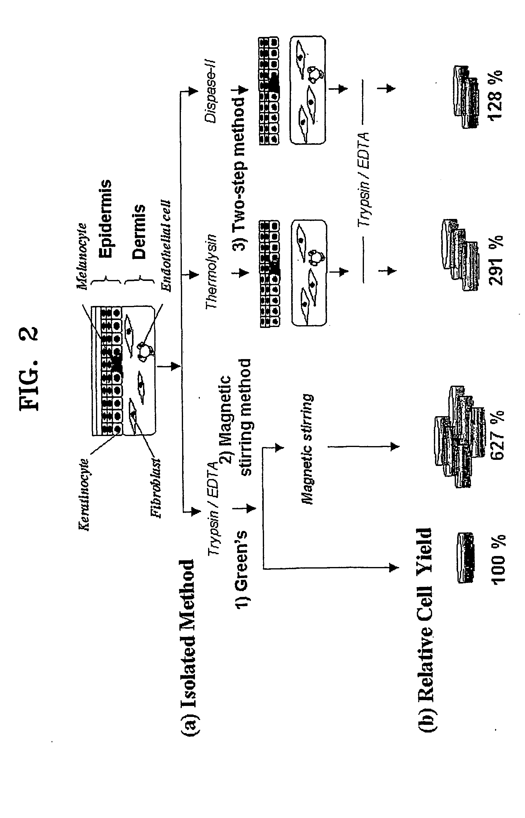 Method of isolating epithelial cells, method of preconditioning cells, and methods of preparing bioartificial skin and dermis with the epithelial cells and preconditioned cells