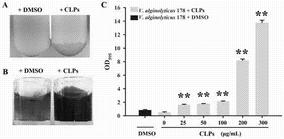 Marine bacillus and application therefor for generating lipopeptid
