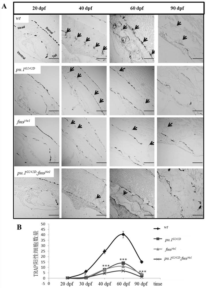 Application of a double mutant zebrafish in the preparation of an animal model of osteopetrosis