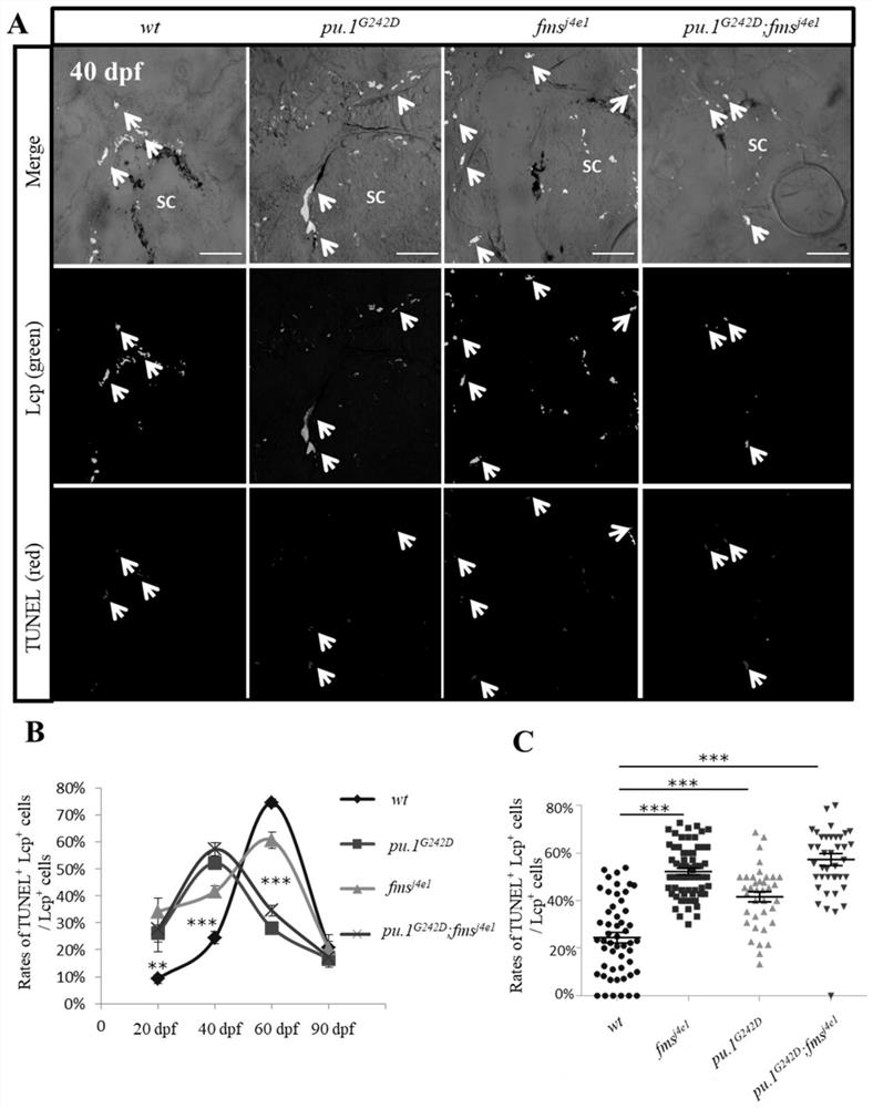 Application of a double mutant zebrafish in the preparation of an animal model of osteopetrosis