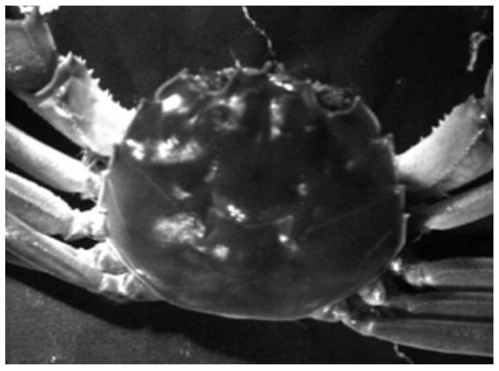 A method for detecting the maturity degree of Chinese mitten crab based on multispectral image technology