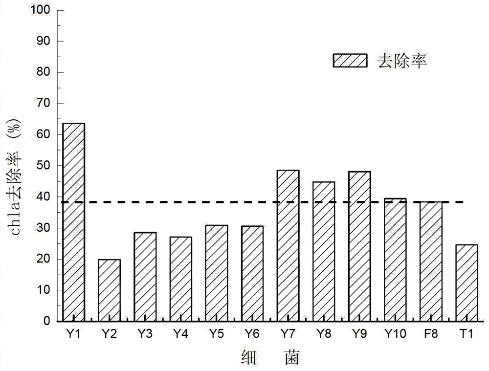 Dual-effect engineering bacterium Y7 capable of lysing algae and degrading algal toxin and construction method thereof