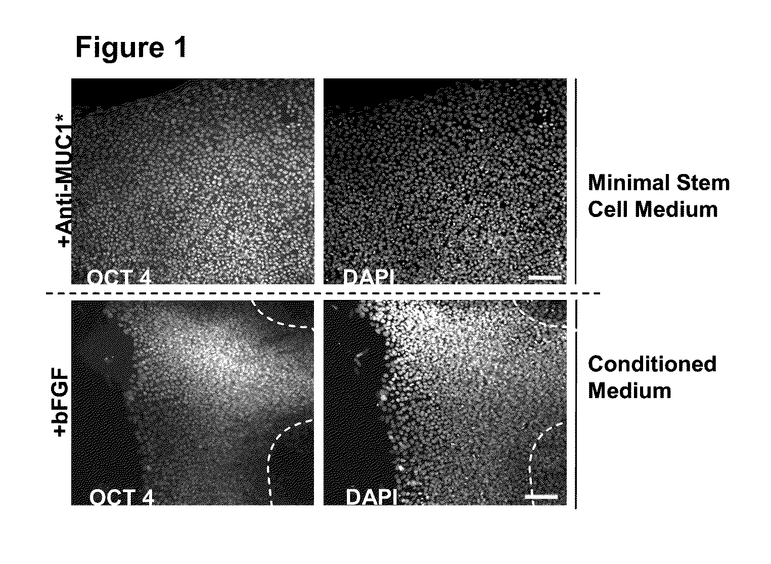Methods for culturing stem and progenitor cells
