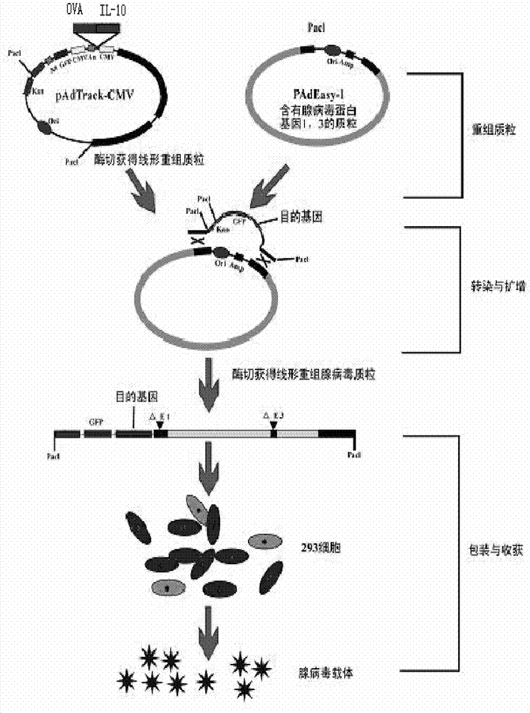 Recombinant adenovirus as well as preparation method and application thereof