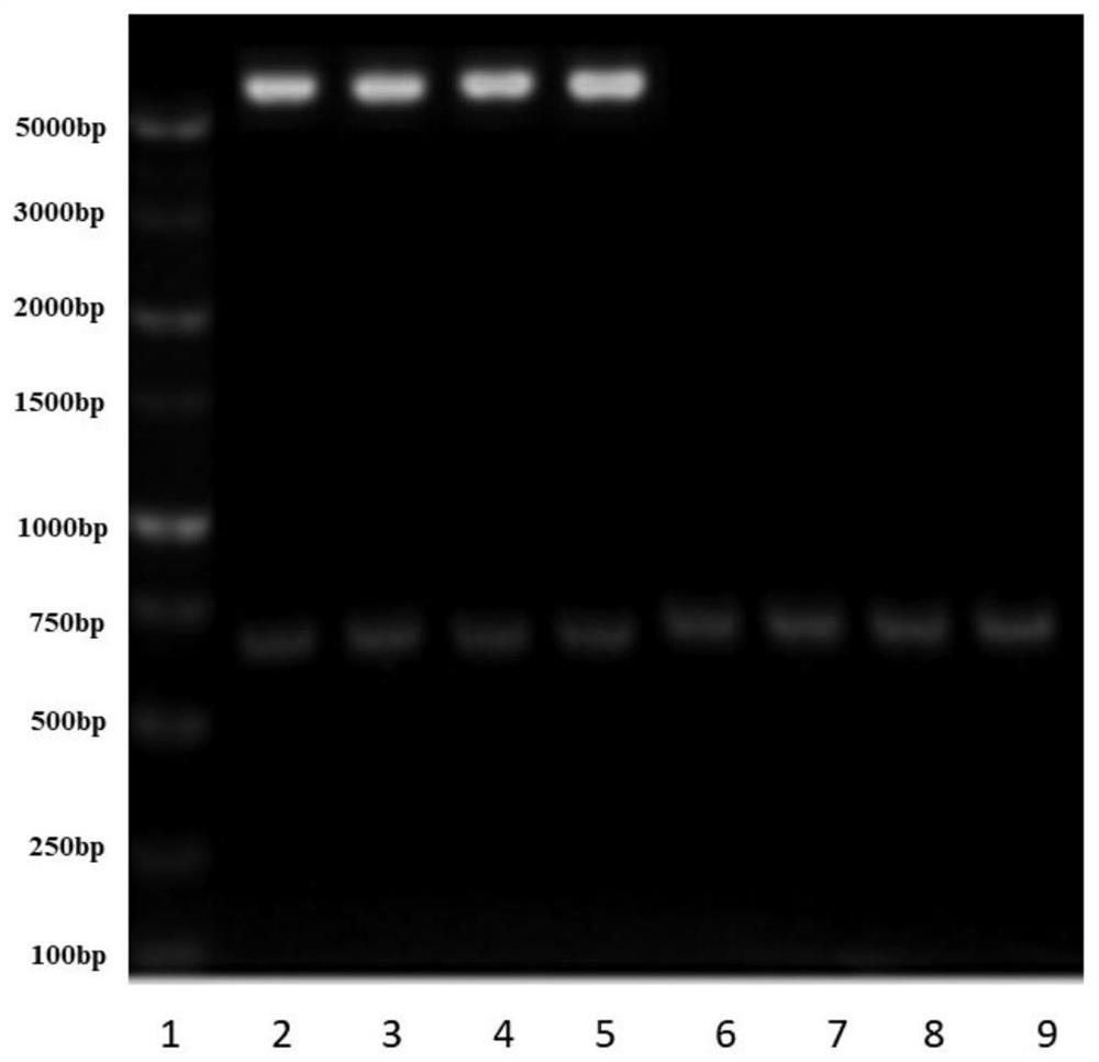 A kind of recombinant retinol binding protein 4 and its preparation method and application