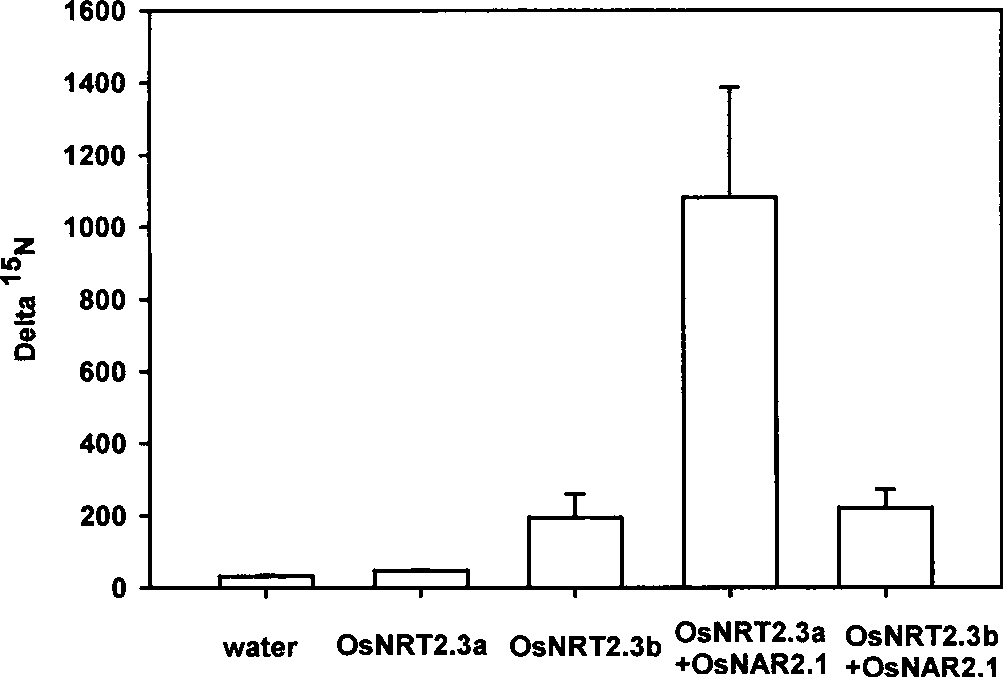 Rice high affinity nitrate transport protein gene OsNAR2.1