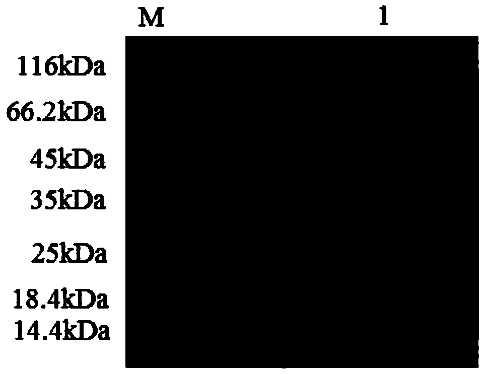 A kind of α-amylase and its coding gene and application