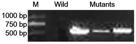 A kind of homologous recombination empty vector of Scenedesmus obliquus chloroplast and its application