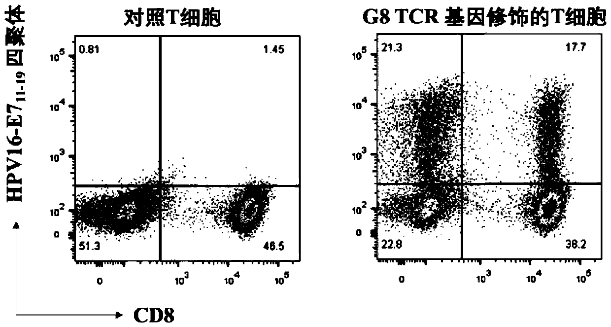 TCR for identifying human papilloma virus HPV16-E7 antigen