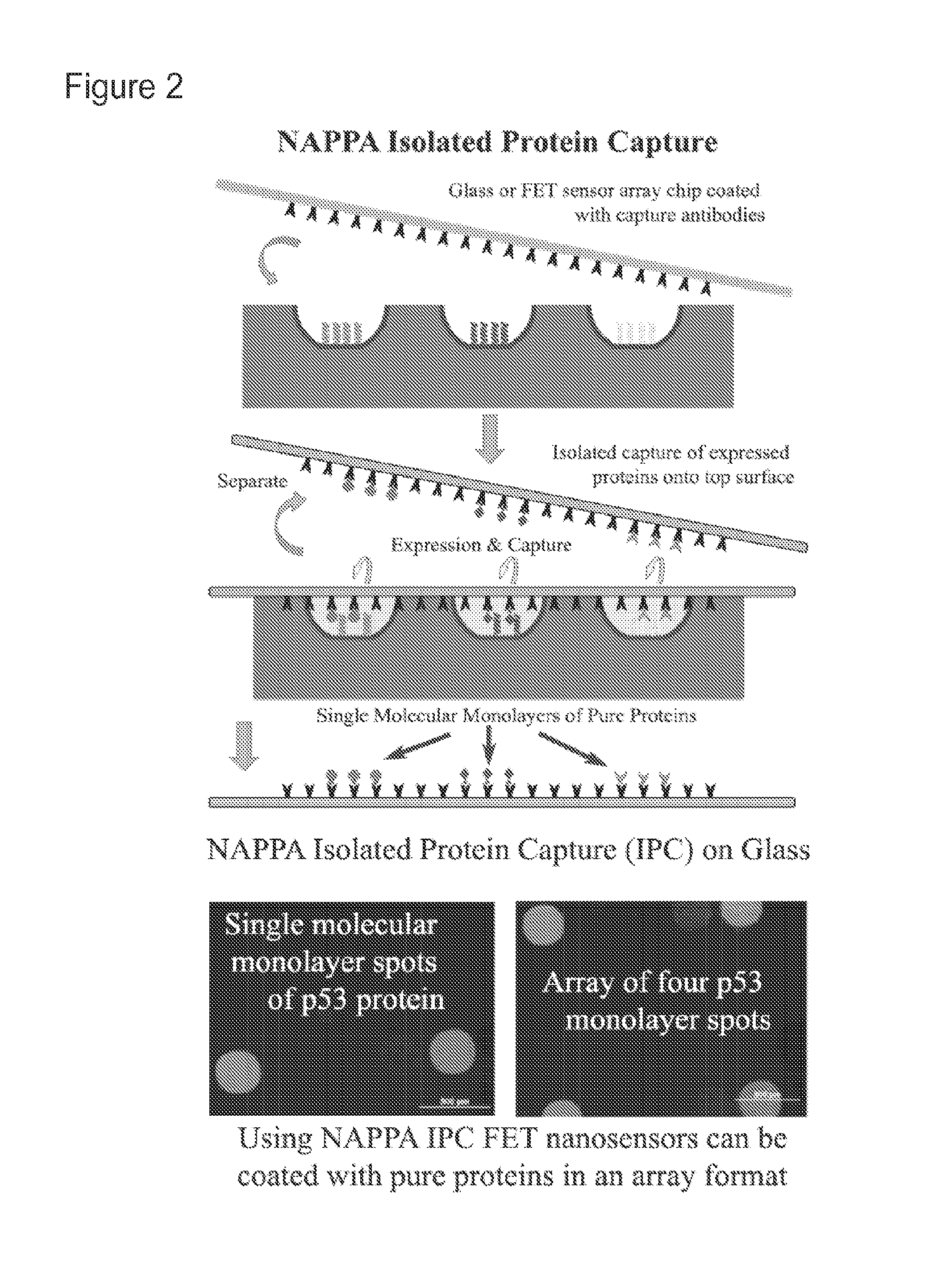 Biosensor microarray compositions and methods
