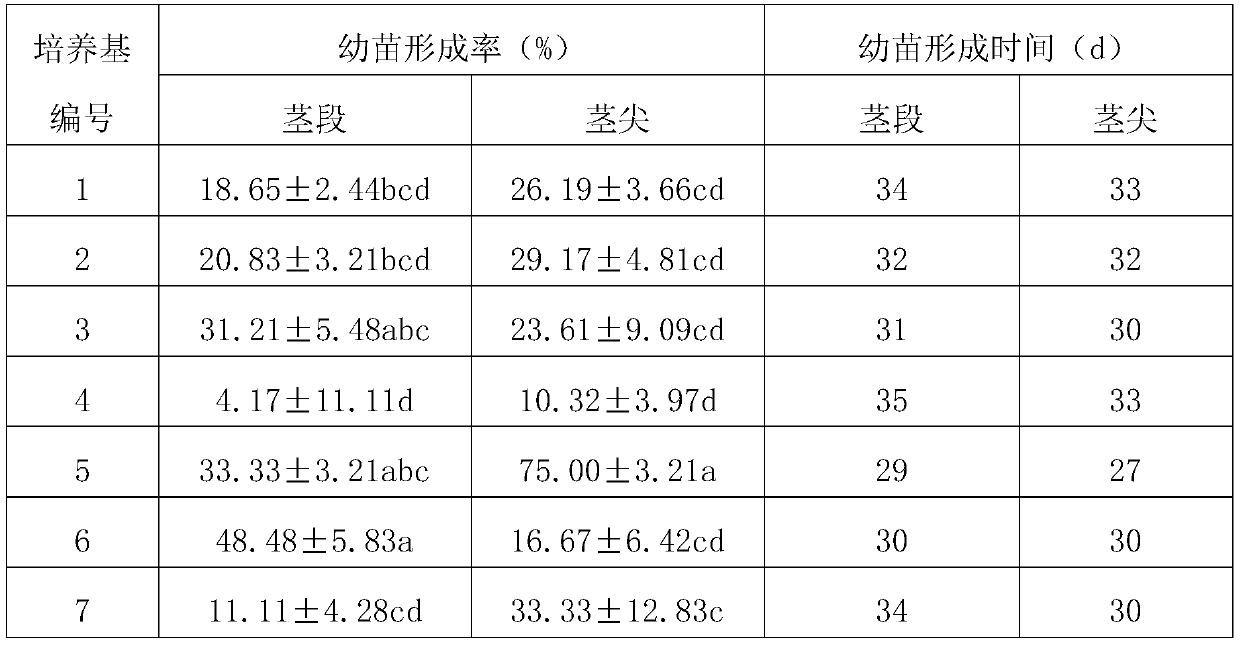 A kind of method for rapidly growing seedlings of dendrobium candidum asexual propagation