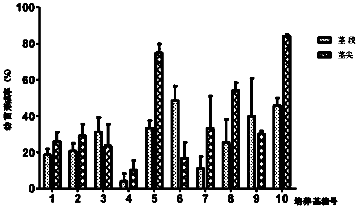 A kind of method for rapidly growing seedlings of dendrobium candidum asexual propagation