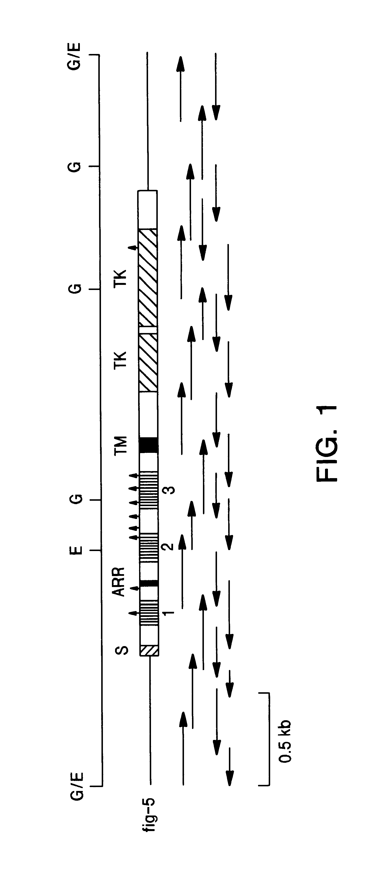Expression and use of human fibroblast growth factor receptor