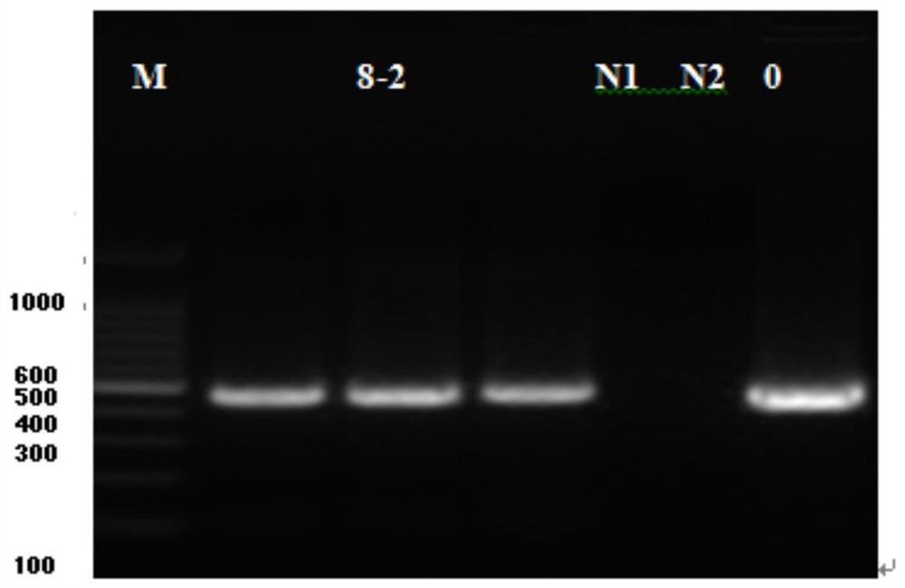 Seneca Valley Virus svv/ch/zz/2016